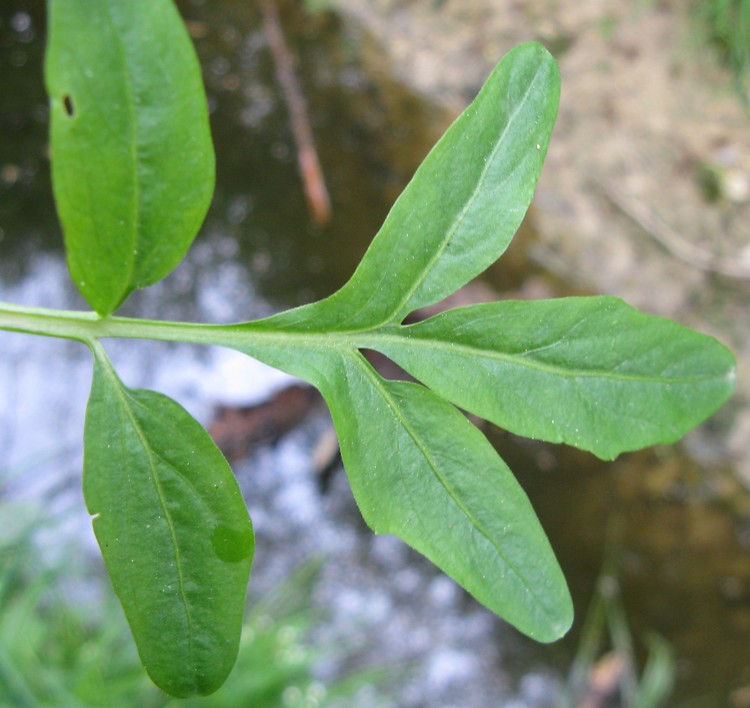 Cardamine amara (Brassicaceae)